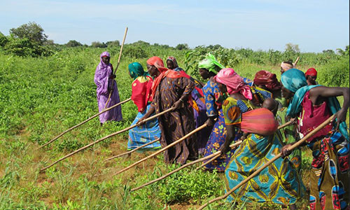 Agriculture women workers in Chad learn new techniques to face Sahels' increasing desertification 